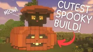 A Cat in a Pumpkin! 🎃🐈