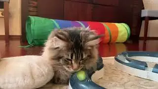 🌟Питомник мейн кунов (  из жизни питомника🐾🐾🐾🐾🐈‍⬛)