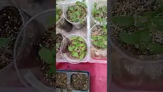 обязательно посмотрите посев 🍅🍅🍅 с секретом