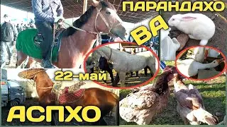 HORSES AND BIRDS / REGAR Flea Market May 22, 2020