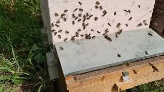 Colecta de polen 🐝🐝🐝