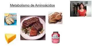 Metabolismo de aminoácidos