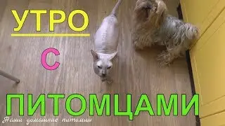 Утро с домашними питомцами | кого кормить первым ? | pet morning routine