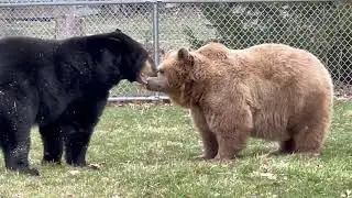 Some of you have asked if Frankie ever plays or roughhouses with the other bears. He sure does!