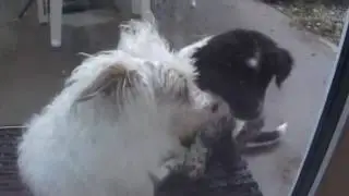 pupper