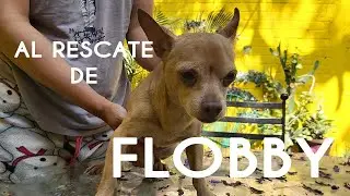 Perro Chihuahua rescatado en Ciudad de México | Flobby entregado a su dueña gracias a redes sociales