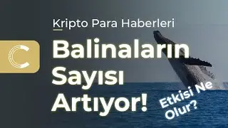 Borsalardaki Bitcoin Balinalarının Oranı Yükseldi, Bu Durum BTC’yi Nasıl Etkiler?