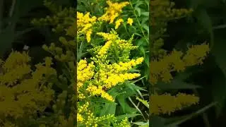 Summer, flowers, insects🐝 #shorts #nature #insects #summer #flowers #relax #лето #цветы #насекомые