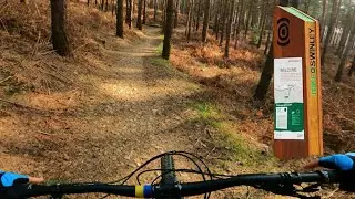 Swinley Forest - Green Trail | 4K