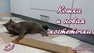 Кошка и новая когтеточка! Шотландская кошка Янина Кэт Джой!