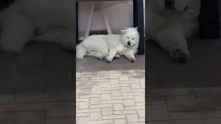 Устал от собачей жизни 💔 #собакены