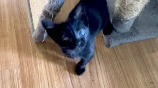 Sleepy Dog, Overnight Kittens, Grizz and Supplies