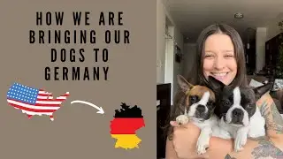 How we are bringing our dogs to Germany! 🇩🇪