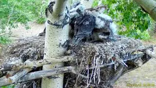 Mother-saker feeding foster and native nestlings