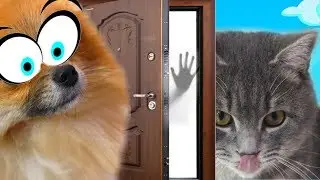 ТАЙНАЯ ЖИЗНЬ ДОМАШНИХ ЖИВОТНЫХ 2. Куда пропала кошка Матильда?? Кот Макс идет на поиски