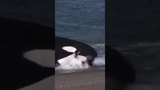 Killer Whale Hunts Seal #wildlife #killerwhales #hunting #nationalgeographic