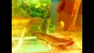 Канальный сом