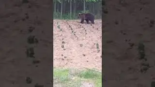 Медвежонок как у себя дома 