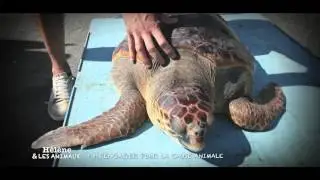 Teaser : S'engager pour la cause animale