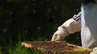 Honey Bees - No Copyright Video - Free Stock Footage