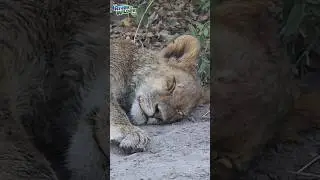 Lions and cubs up close! Kids Adventures in Africa
