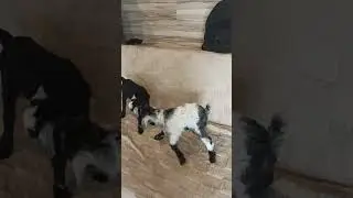 двое суток,козлятки!!!
