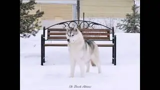Ок Флок Алмаз