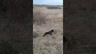 Вечірня прогулянка з собаками.