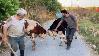 WE SOLD OUR SACRIFICIAL CALFS / SACRIFICIAL DELIVERY