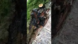 Цілющий гриб чага .