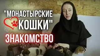 MONASTYRSKIE KOSHKI's Life-Changing Mission to Help Animals in Need