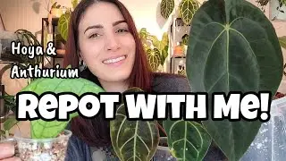 PLANT CHORES!! 🌿 Pot Up Hoya Cuttings & Anthurium With Me! ✨️