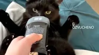 Кот и дезодорант