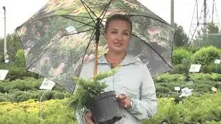 Какие хвойные растения выбрать для сада, особенности видов и советы по подбору.