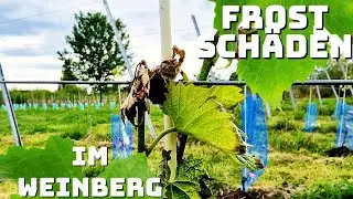 Nach der Frostnacht im Weinberg | Droht der komplette Ausfall? Ernte 2024 in Gefahr