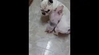 Mi Bulldog Francés y mi  Cerdito  Minipig 😂😂😂