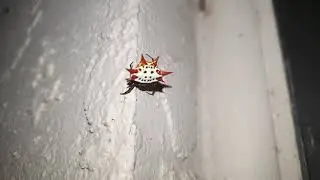 clown spider