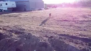 Doge Drone