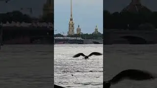 На берегу Невы 💙
