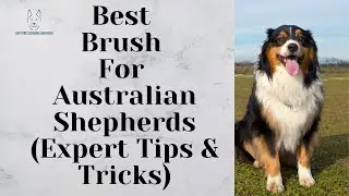 Best Brush For Australian Shepherds (Expert Tips & Tricks)