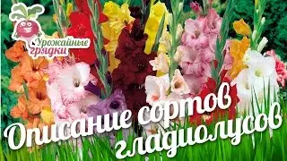 Описание сортов гладиолусов. Хитрости выращивания гладиолусов 