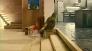 Vogel Huisje