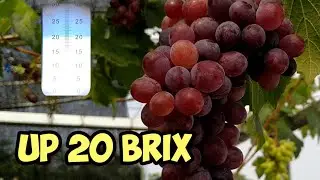 Test brix kemanisan anggur jupiter seedless usa ownroot