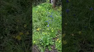 Sweden/Ukraine flower theme.
