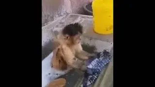 aksi lucu beruk basuh baju