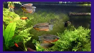 Gourami Tank Gets New 4000K LED (Before and After)