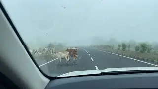 Raste mein Cows se bach ke rahe ||Sagar to delhi