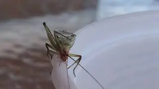Some Sorta Bug