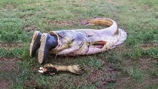 This River Monster Can Swallow a Man Whole