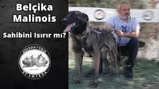 Belçika Malinois Sahibini Isırır mı?